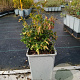 Vaccinium vitis-id. 'Red Pearl' 20-30 cm P15