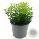 Vaccinium vitis-idaea 20-30 cm 2,0L