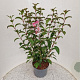 Viburnum bodn. 'Dawn' 140-160 cm 10L