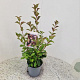 Viburnum farreri 60-70 cm 2,5L