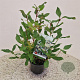 Viburnum globosum 'Jermyns Globe' 30-40 cm 2,5L