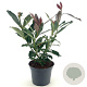 Viburnum odoratissimum Coppertop 30-40 cm 3,0L
