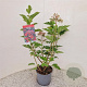 Viburnum opulus 'Compactum' 60-70 cm 3,0L