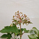 Viburnum opulus 'Compactum' 60-70 cm 3,0L