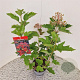 Viburnum opulus 'Compactum' 60-70 cm 3,0L