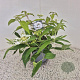 Viburnum plic. 'Watanabe' 30-35 cm 2,5L
