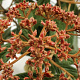 Viburnum rhytidophyllum 80-100 cm 12L