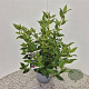 Viburnum tinus 40-50 cm 2,5L