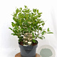 Viburnum tinus 40-60 cm 5,0L