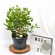 Viburnum tinus 40-60 cm 5,0L