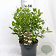Viburnum tinus 40-60 cm 5,0L