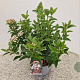 Viburnum tin. 'Eve Price' 30-35 cm 2,5L