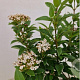 Viburnum tin. 'Eve Price' 30-35 cm 2,5L