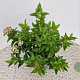 Viburnum tin. 'Eve Price' 30-35 cm 2,5L