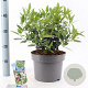 Viburnum tin. 'Eve Price' 35-45 cm 5,0L
