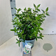 Viburnum tin. 'Eve Price' 35-45 cm 5,0L