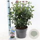 Viburnum tin. Lisarose 35-45 cm 5,0L