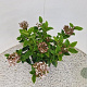 Viburnum tin. Lisarose 40-45 cm 2,5L