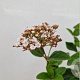 Viburnum tin. Lisarose 40-45 cm 2,5L