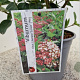 Viburnum tin. Lisarose 40-45 cm 2,5L