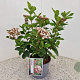Viburnum tin. Lisarose 40-45 cm 2,5L
