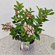 Viburnum tin. Lisarose 40-45 cm 2,5L