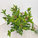 Viburnum tin. Spirit 40-45 cm 2,5L