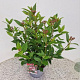 Viburnum tin. Spirit 40-45 cm 2,5L