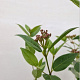 Viburnum tin. Spirit 40-45 cm 2,5L