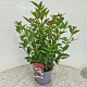 Viburnum tin. Spirit 40-45 cm 2,5L
