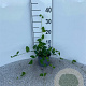Vinca major 30-40 cm C1.3