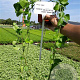Vinca major plantgoed P9
