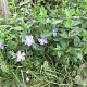 Vinca major plantgoed P9