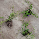 Vinca minor plantgoed P9