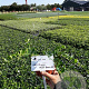 Vinca minor 'Alba' plantgoed P9