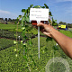 Vinca minor 'Alba' plantgoed P9