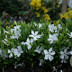 Vinca minor 'Alba' plantgoed P9