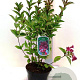 Weigela 'Bristol Ruby' 40-45 cm 3,0L