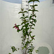 Weigela 'Bristol Ruby' 125-150 cm 5,0L