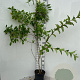 Weigela 'Rosea' 100-125 cm 5,0L