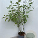 Cornus alba 'Gouchaultii' 100-125 cm 5,0L