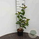 Cornus alba 'Kesselringii' plantgoed 2,0L