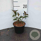 Cornus alba 'Kesselringii' plantgoed 2,0L