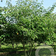 Cornus alternifolia 175-200 cm draadkluit struik