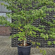 Cornus controversa 225-250 cm cont. 90L