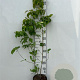 Cornus florida 100-125 cm 5,0L