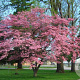 Cornus florida rubra 16-18 cm container