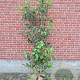 Cornus kousa chinensis 80-100 cm met kluit