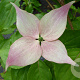 Cornus k. 'Dwarf Pink' 50-60 cm 10L