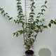 Cornus mas 80-100 cm 5,0L